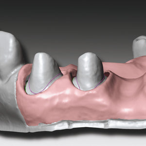 GINGIFAST CAD ELASTIC